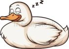 duck sleep.jpg