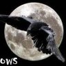 Crows